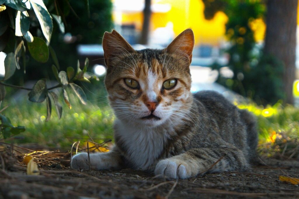 comment protéger mon jardin des chats